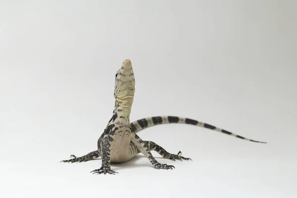 Varanus Salvator Commonly Known Asian Water Monitor Isolated White Background — Stock Photo, Image