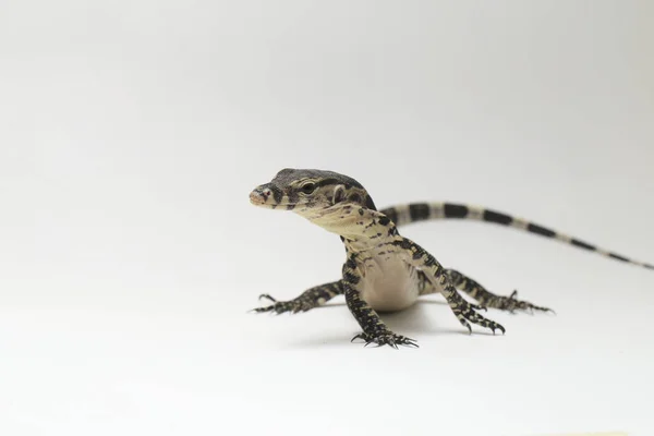 Varanus Salvator Commonly Known Asian Water Monitor Isolated White Background — Stock Photo, Image