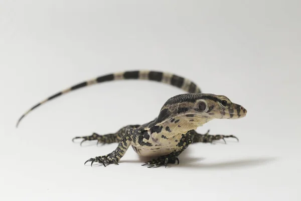 Varanus Salvador Vulgarmente Conhecido Como Monitor Asiático Água Isolado Fundo — Fotografia de Stock