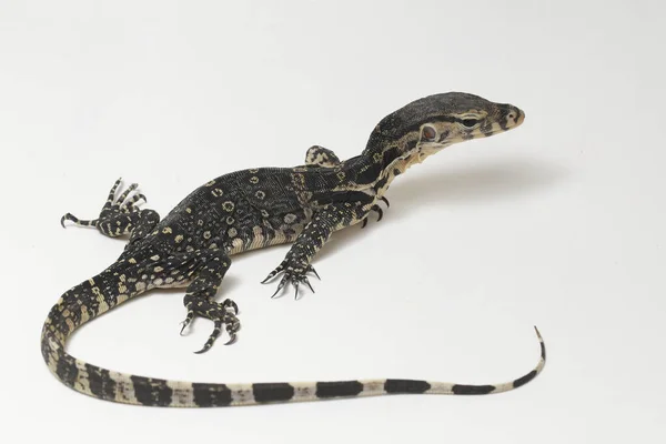 Varanus Salvator Allmänt Känd Som Asiatisk Vattenmonitor Isolerad Vit Bakgrund — Stockfoto