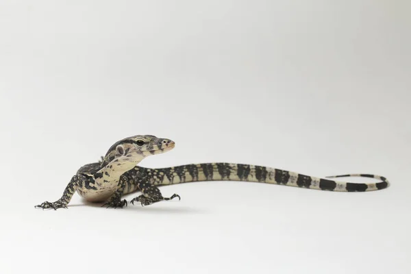 Varanus Salvator Commonly Known Asian Water Monitor Isolated White Background — Stock Photo, Image