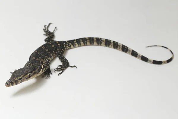 Varanus Salvador Vulgarmente Conhecido Como Monitor Asiático Água Isolado Fundo — Fotografia de Stock