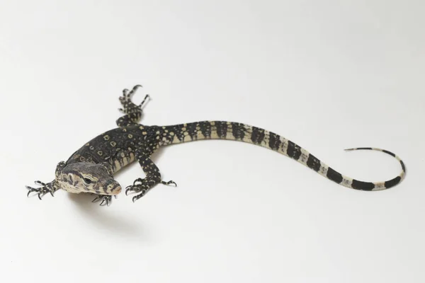 Varanus Salvator Běžně Známý Jako Asian Water Monitor Izolované Bílém — Stock fotografie