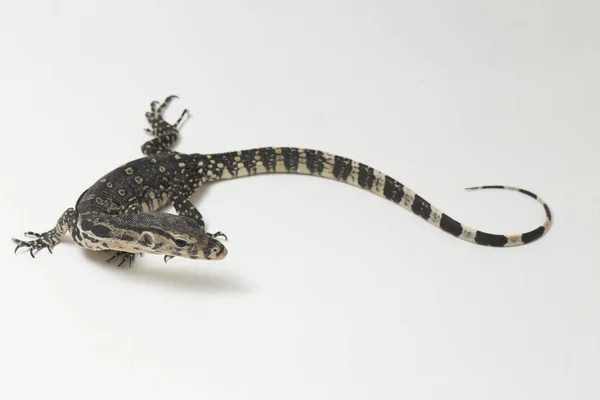 Varanus Salvator Commonly Known Asian Water Monitor Isolated White Background — Stock Photo, Image