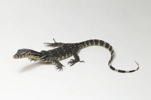 Varanus Salvador Vulgarmente Conhecido Como Monitor Asiático Água Isolado Fundo — Fotografia de Stock