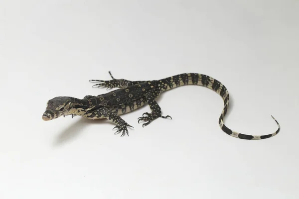 Varanus Salvator Algemeen Bekend Als Aziatische Water Monitor Geïsoleerd Een — Stockfoto