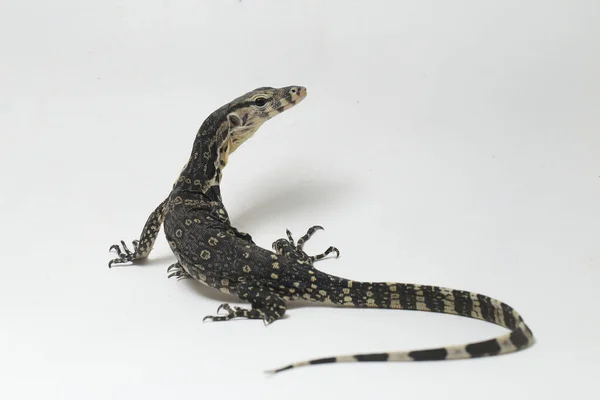 Varanus Salvator Commonly Known Asian Water Monitor Isolated White Background — Stock Photo, Image