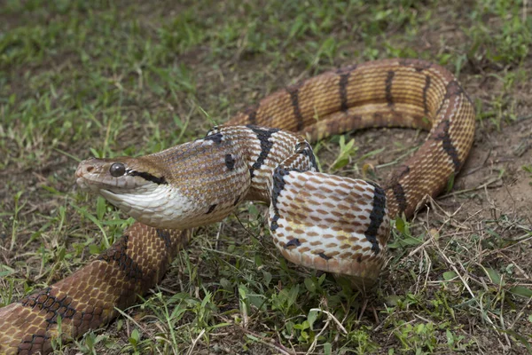 Boiga Cynodon Allmänt Känd Som Den Hundtandade Kattormen — Stockfoto