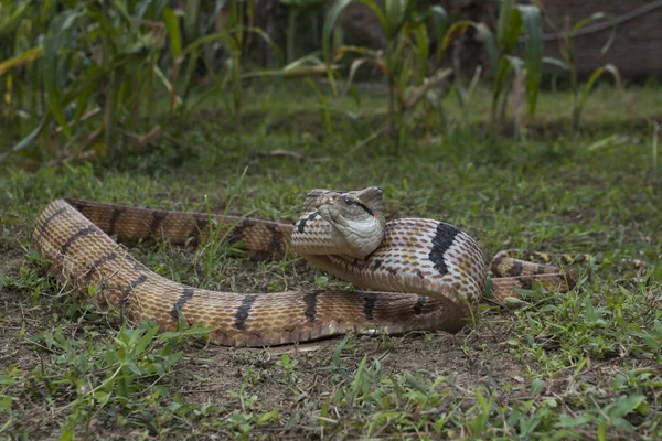 Boiga Cynodon Comunemente Noto Come Serpente Gatto Dai Denti Cane — Foto Stock