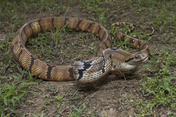 一般的に犬の歯をした猫のヘビとして知られるBoiga Cynodon — ストック写真