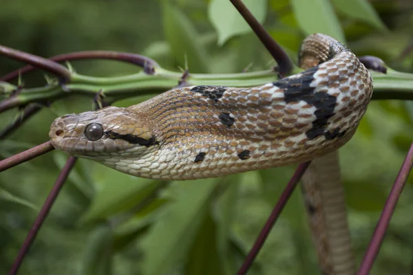 Boiga cynodon, commonly known as the dog-toothed cat snake