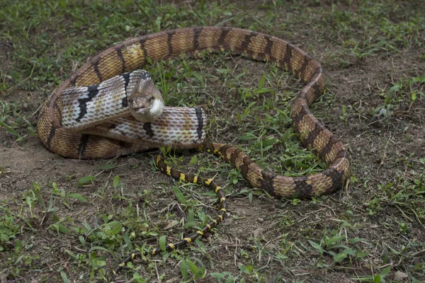 Boiga Cynodon Commonly Known Dog Toothed Cat Snake — Stock Photo, Image