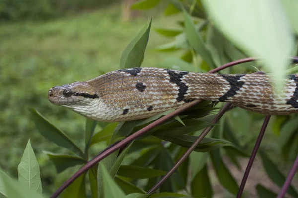 Boiga Cynodon Allgemein Bekannt Als Hundezahnkatzennatter — Stockfoto