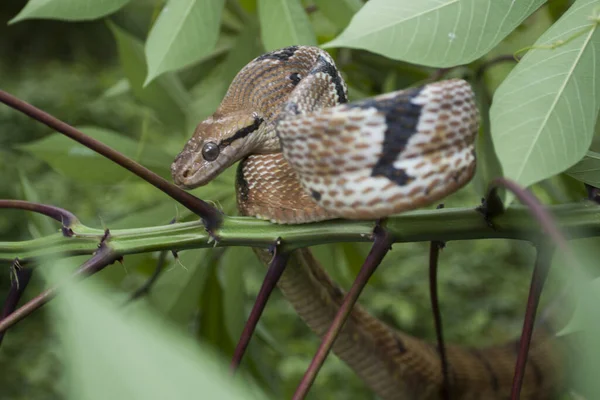 Boiga cynodon, commonly known as the dog-toothed cat snake