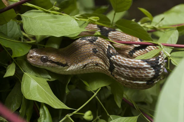 보이지 Boiga Cynodon 뱀으로 알려져 — 스톡 사진