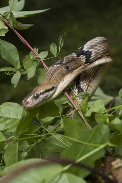 Boiga cynodon, commonly known as the dog-toothed cat snake