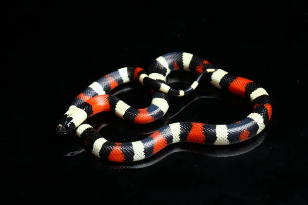 Serpente Leiteira Pueblan Cobra Leiteira Campbell Lampropeltis Triangulum Campbelli Isolada — Fotografia de Stock