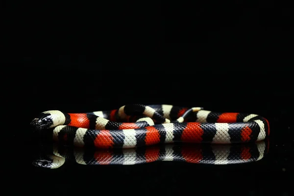 Пуебланова Змія Або Молочна Змія Кемпбелла Lampropeltis Triangulum Campbelli Ізольована — стокове фото