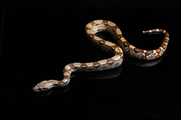 Boa Común Boa Constrictor Sobre Fondo Negro — Foto de Stock