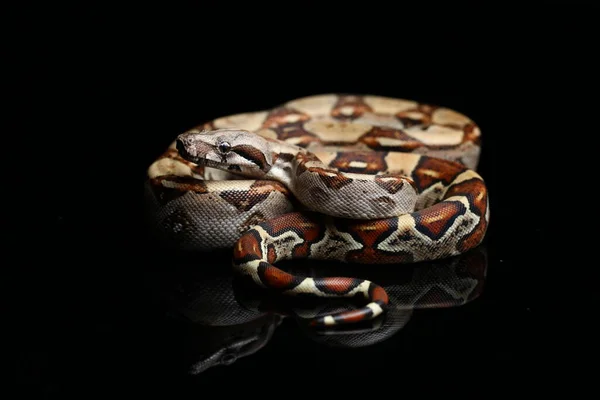 Gemeenschappelijke Boa Boa Constrictor Tegen Zwarte Achtergrond — Stockfoto