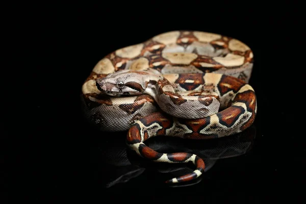 Boa Común Boa Constrictor Sobre Fondo Negro — Foto de Stock