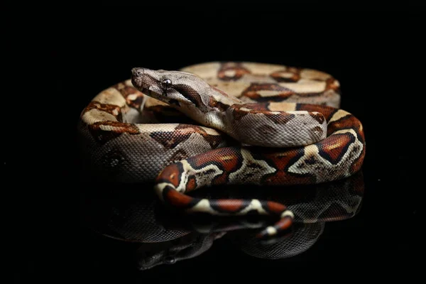 Boa Común Boa Constrictor Sobre Fondo Negro — Foto de Stock