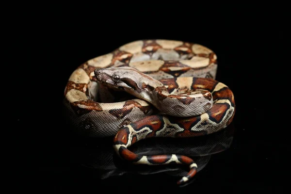 Gemeine Boa Boa Constrictor Vor Schwarzem Hintergrund — Stockfoto