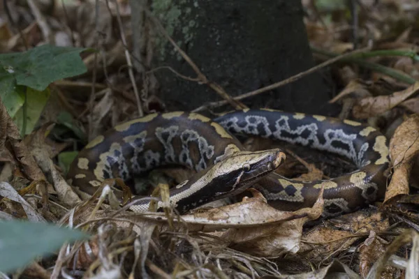 Pitone Rosso Sumatra Python Curtis Curtis Comunemente Noto Come Pitone — Foto Stock