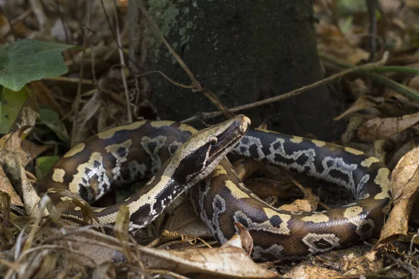 수마트라 블러드 Sumatran Red Blood Python Curtis 은붉은 비단뱀으로 알려져 — 스톡 사진