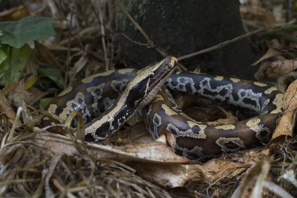 수마트라 블러드 Sumatran Red Blood Python Curtis 은붉은 비단뱀으로 알려져 — 스톡 사진