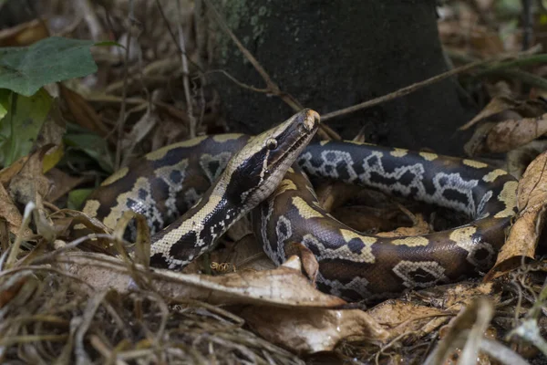 수마트라 블러드 Sumatran Red Blood Python Curtis 은붉은 비단뱀으로 알려져 — 스톡 사진