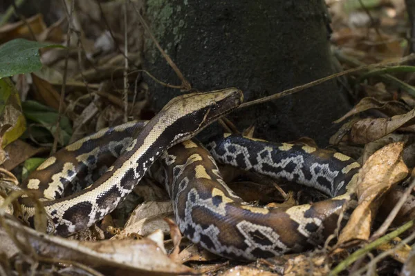 수마트라 블러드 Sumatran Red Blood Python Curtis 은붉은 비단뱀으로 알려져 — 스톡 사진