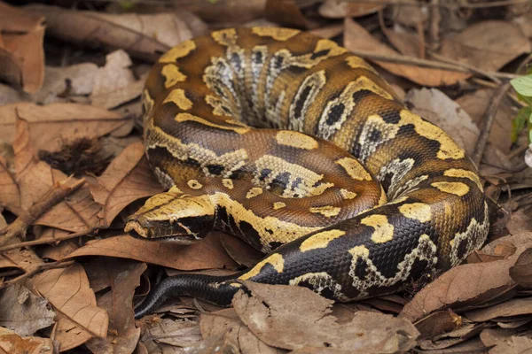 Sumatra Kan Pitonu Python Brongersmai Genellikle Brongersma Nın Kısa Kuyruklu — Stok fotoğraf