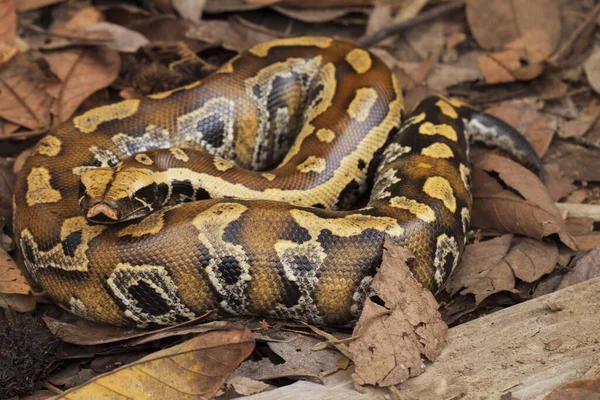 Суматранский Питон Крови Python Brongersmai Широко Известный Короткохвостый Питон Brongersma — стоковое фото