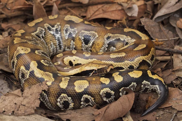 Суматранский Питон Крови Python Brongersmai Широко Известный Короткохвостый Питон Brongersma — стоковое фото