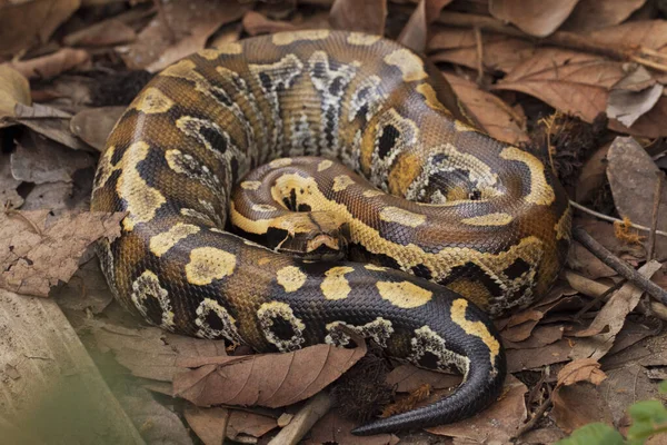 Sumatran Blood Python Python Brongersmai Brongersma Short Tailed Python Python — 스톡 사진