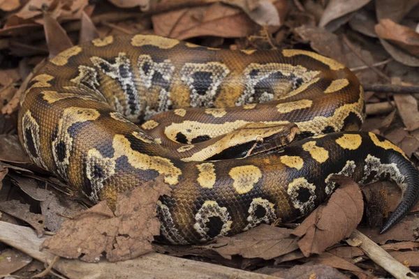 Sumatra Sangue Python Python Brongersmai Vulgarmente Conhecido Como Brongersma Cauda — Fotografia de Stock