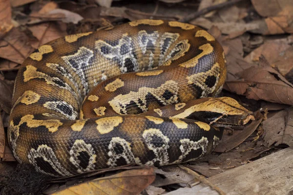 Sumatra Sangue Python Python Brongersmai Vulgarmente Conhecido Como Brongersma Cauda — Fotografia de Stock