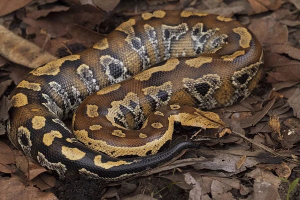 Szumátrai Vérpiton Python Brongersmai Közismert Nevén Brongersma Rövid Farkú Pitonja — Stock Fotó