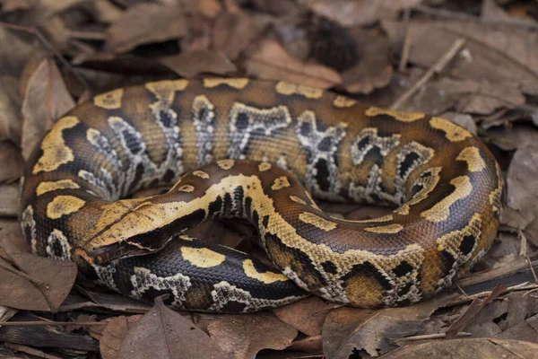 Sumatran Blood Python Python Brongersmai Commonly Known Brongersma Short Tailed — Stock Photo, Image