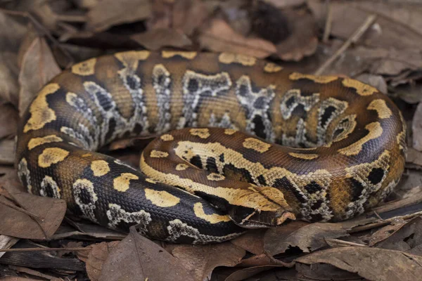 Sumatran Blood Python Python Brongersmai Commonly Known Brongersma Short Tailed — Stock Photo, Image