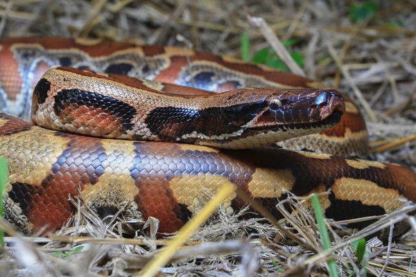 Sumatra Blutpython Python Brongersmai Allgemein Bekannt Als Brongersma Kurzschwanzpython Oder — Stockfoto