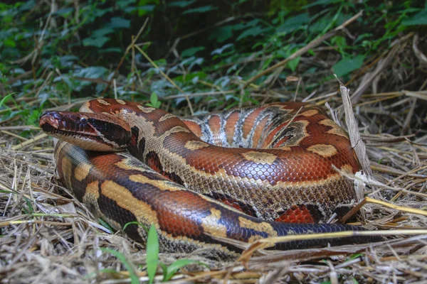 Pitón Sangre Sumatra Pitón Brongersmai Comúnmente Conocida Como Pitón Cola — Foto de Stock