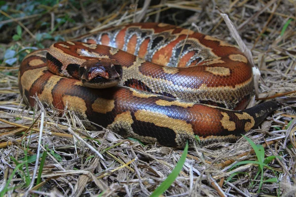 Sumatra Blutpython Python Brongersmai Allgemein Bekannt Als Brongersma Kurzschwanzpython Oder — Stockfoto