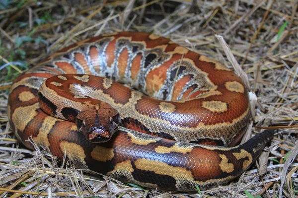 Sumatra Blutpython Python Brongersmai Allgemein Bekannt Als Brongersma Kurzschwanzpython Oder — Stockfoto