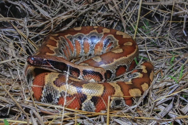 Python Queue Courte Sumatra Python Brongersmai Communément Appelé Python Queue — Photo