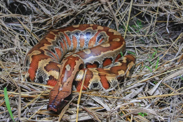 苏门答腊龙 Sumatran Blood Python Python Brongersmai 俗称Brongersma Short Tail Python — 图库照片