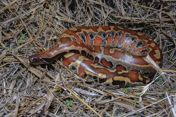 Sumatran Blood Python Python Brongersmai Brongersma Short Tailed Python Python — 스톡 사진