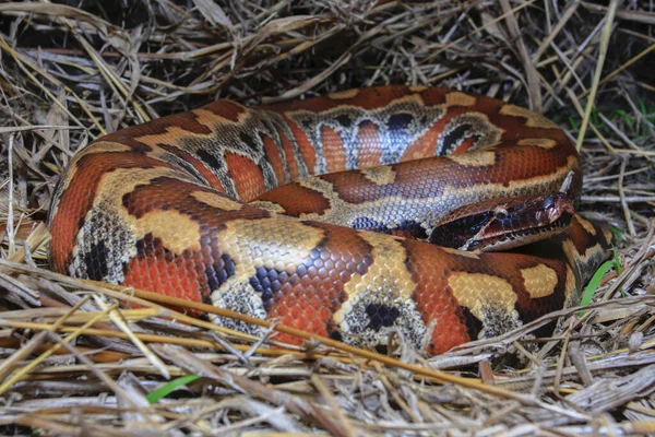 Sumatraanse Bloedpython Python Brongersmai Beter Bekend Als Brongersma Kortstaartpython Roodstaartpython — Stockfoto