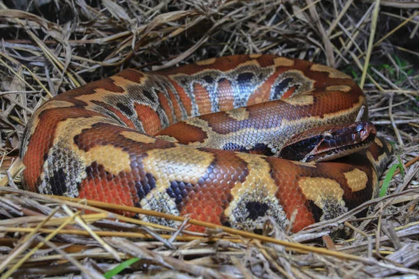 Sumatra Kan Pitonu Python Brongersmai Genellikle Brongersma Nın Kısa Kuyruklu — Stok fotoğraf